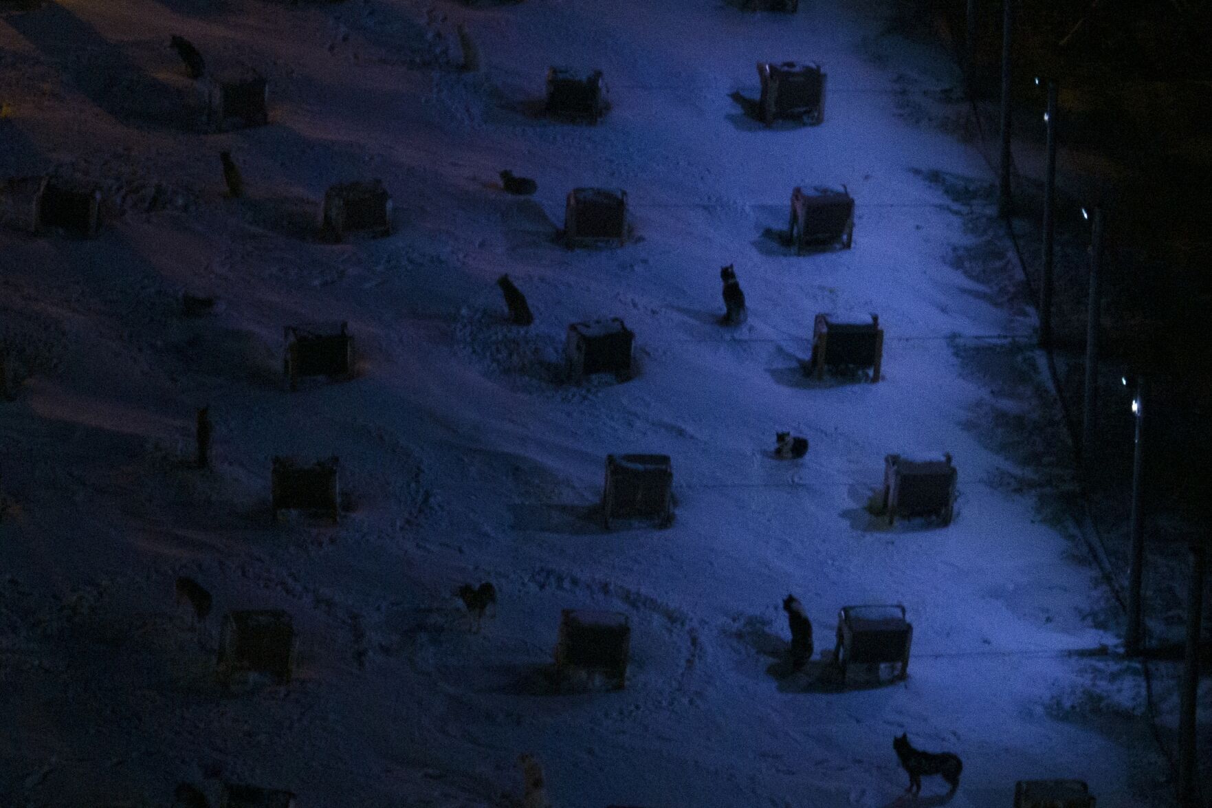 Norwegian Arctic Dog Sledding